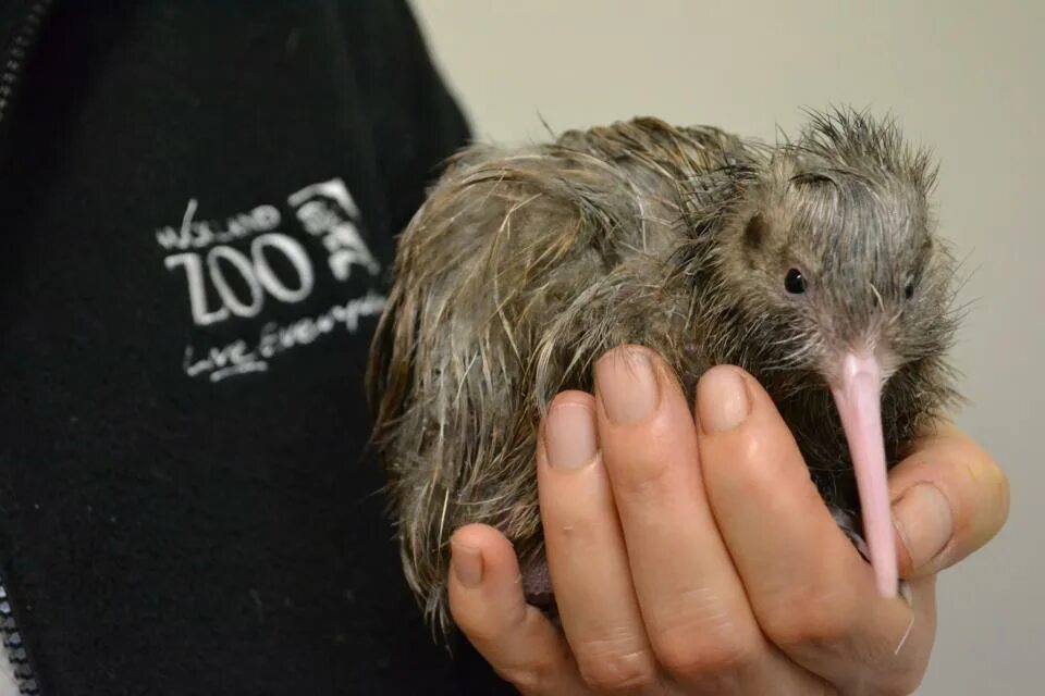 амадина зебровая птенцы. первый птенец. птенчики в гнезде фото. белый птенец. гнездо дрозда рябинника.