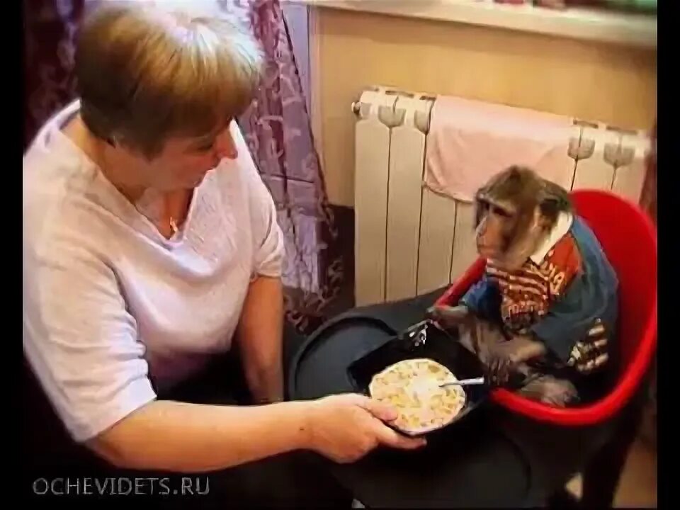 Обезьянка Федя показывает язык 