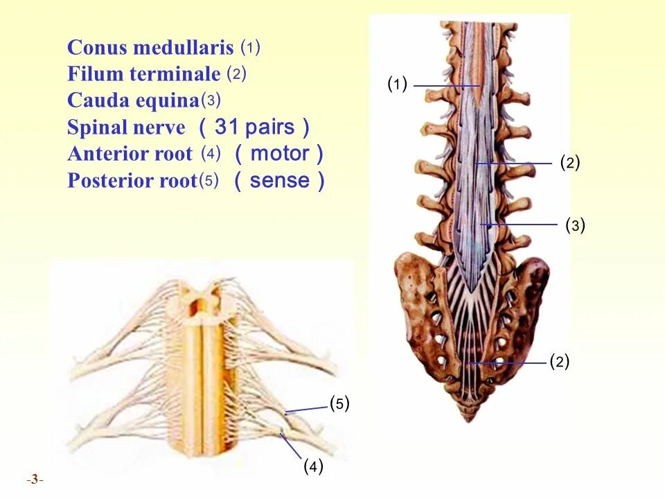 Filum terminale спинного. Filum terminale спинного мозга. Conus medullaris спинного.