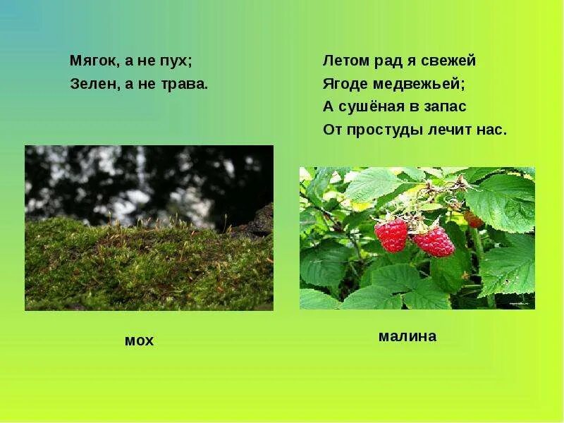 Растение леса сообщение 4 класс. Растения леса окружающий мир. растения леса 4 класс окружающий мир. растения летом окружающий мир. летние растения описание.