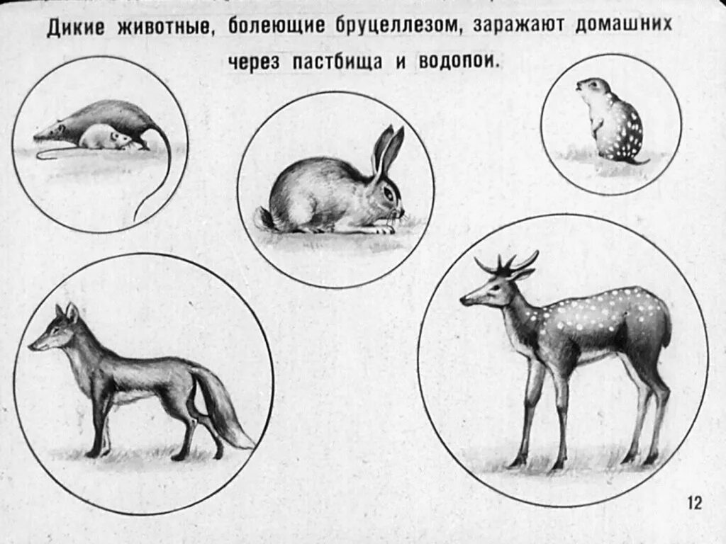 Бруцеллез симптомы у животных. Бруцеллез симптомы у животных