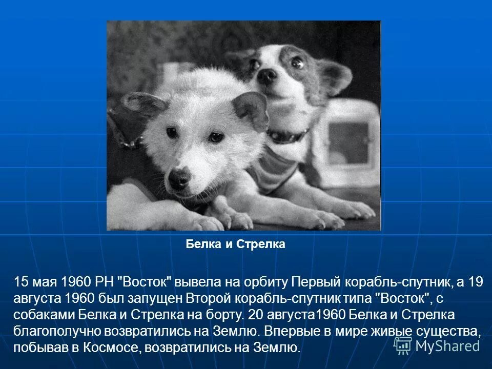 собаки полеташие в космос. белка и стрелка 1960. собаки. год собаки белка. белка и стрелка собаки в космосе в 1960.