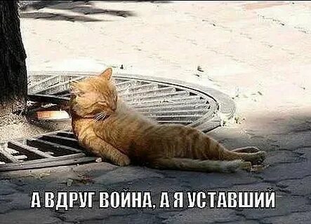 Горький дым затяну и полезу домой
