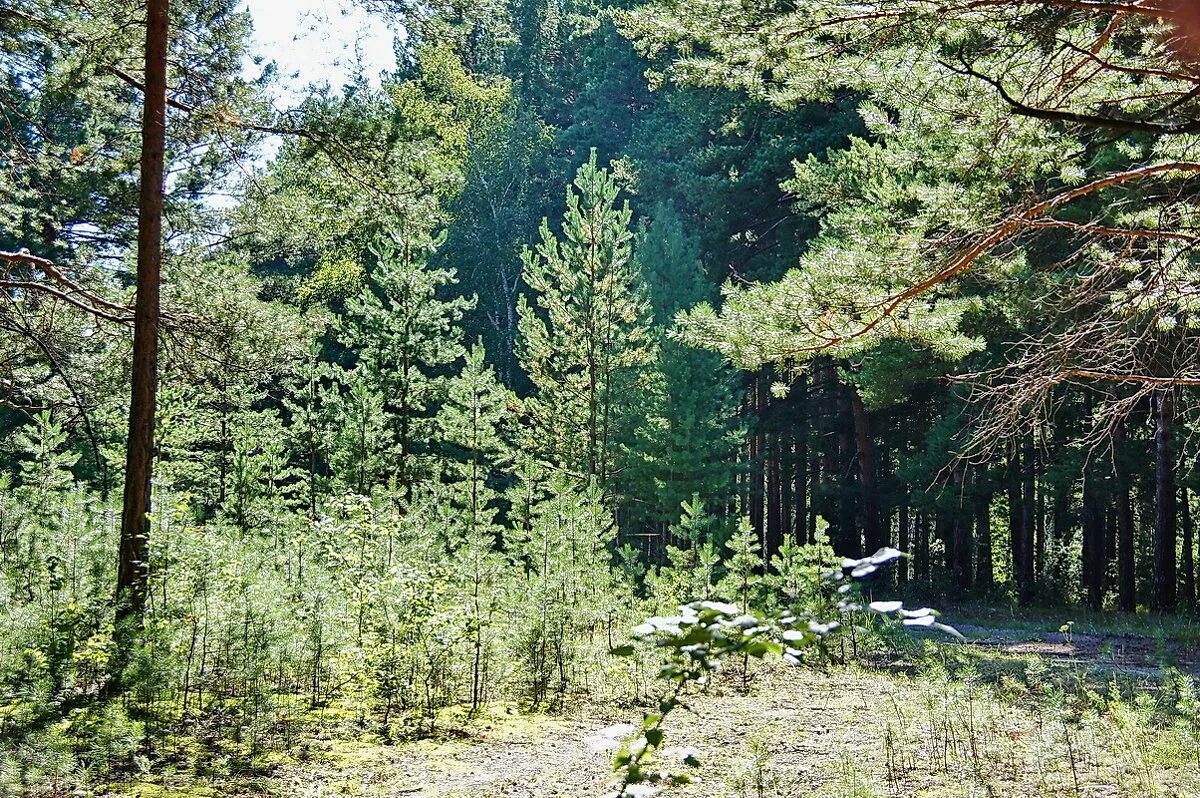 санаторий сосновый бор алтайский край зудилово. барнаульский сосновый ленточный бор. здравница лаго-наки. сосновый бор санаторий зудилово лагерь. сосновый бор барнаул.