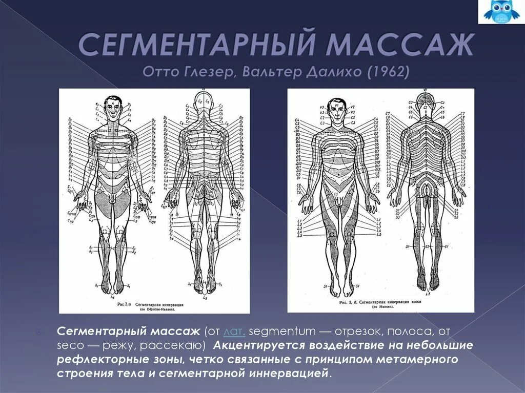 Метамерное строение тела