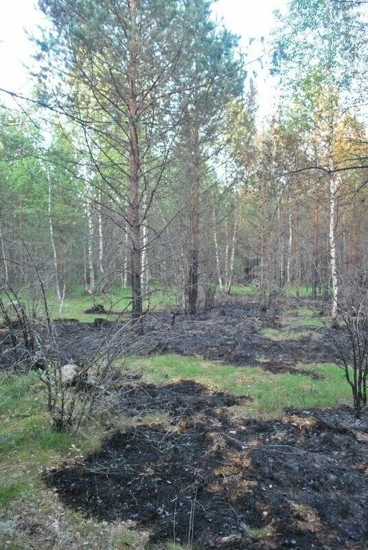 Возрождение леса. Лес после пожара. Восстановление леса после пожара. Сосновый лес после пожара. Ельник после пожара.