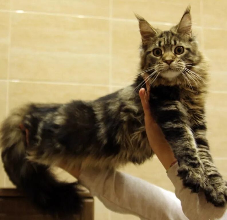 Мейн кун самка. Мейн кун самка фото. Мейн кун посейдон. Мейн куны самки. Мейн кун новокузнецк.