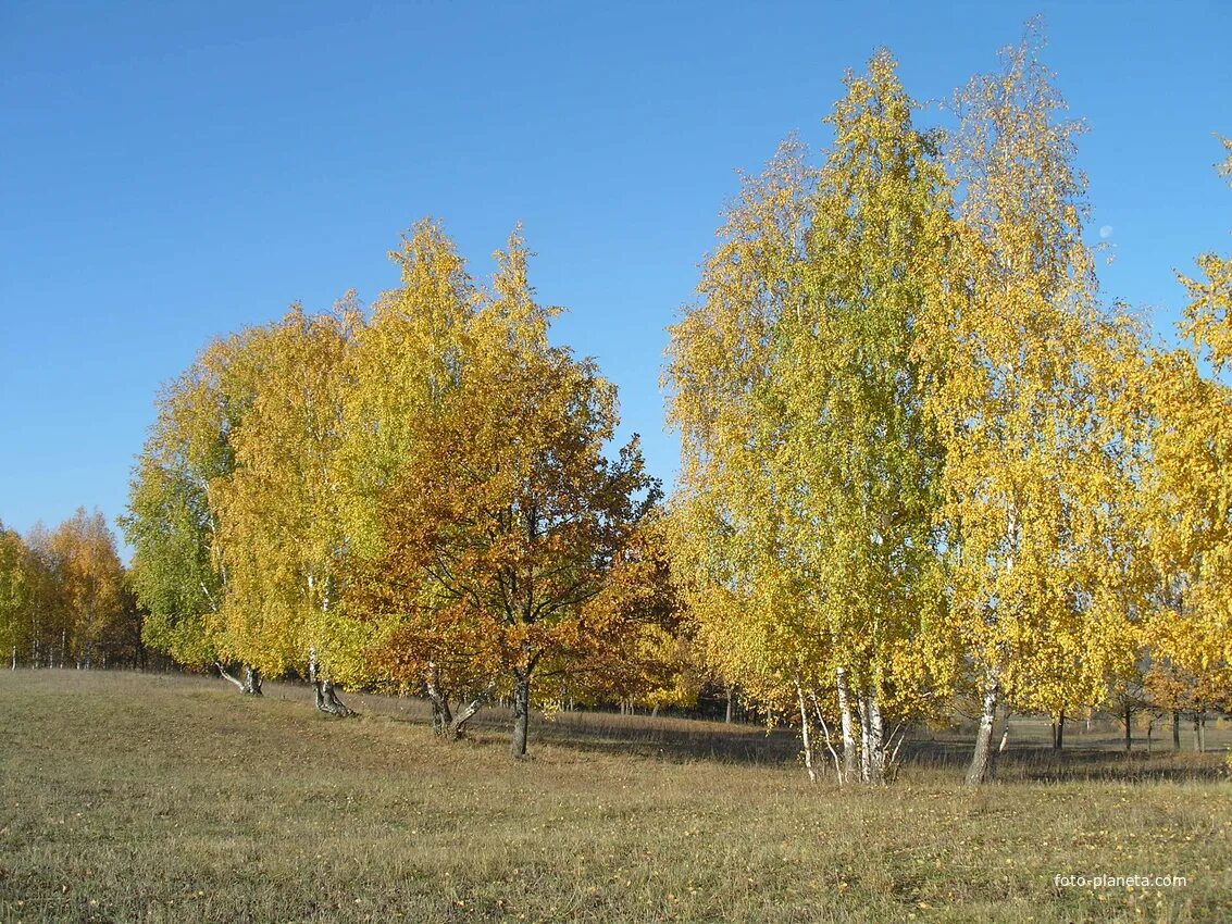 Республика башкортостан село чекмагуш. Новосеменкино чекмагушевский район. село караталово чекмагушевский район. чекмагуш природа. деревья чекмагушевского района.