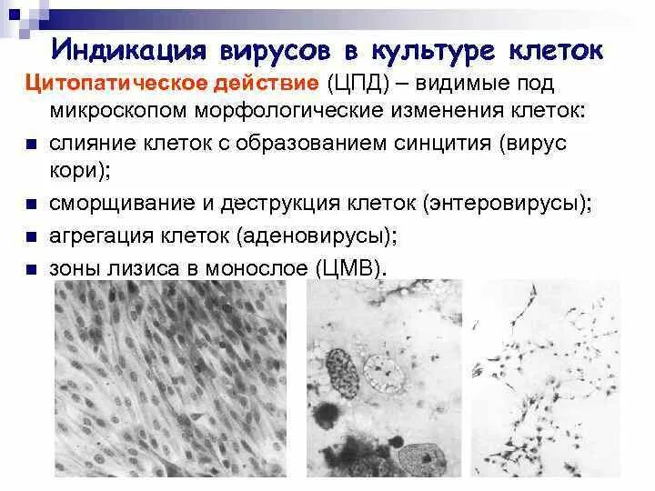 Как обнаружить вирус. Методы индикации вирусов. цитопатический эффект вирусов. индикация вирусов в культуре клеток проводится по. типы цитопатического действия вирусов.