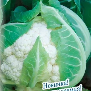 Сорт капусты абени