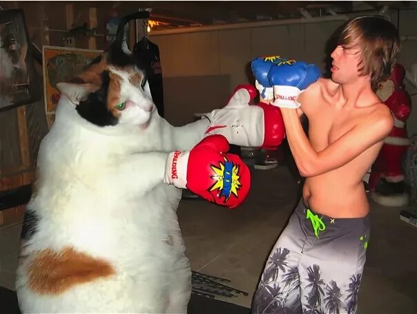 Собака в боксерских перчатках и шортах мем Pin de Jm Cepero en Artes Marciales Artes marciales dibujos, Tatuajes de perros