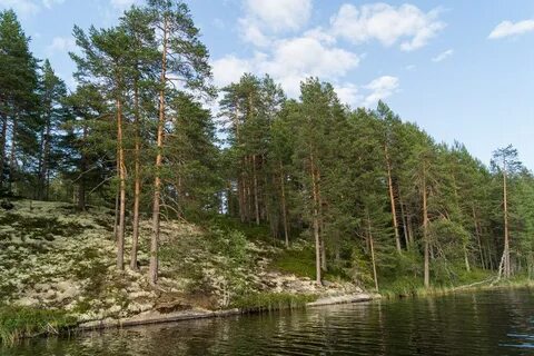 Сосновый карелия