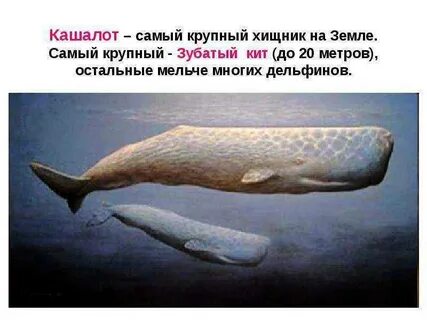 Кашал