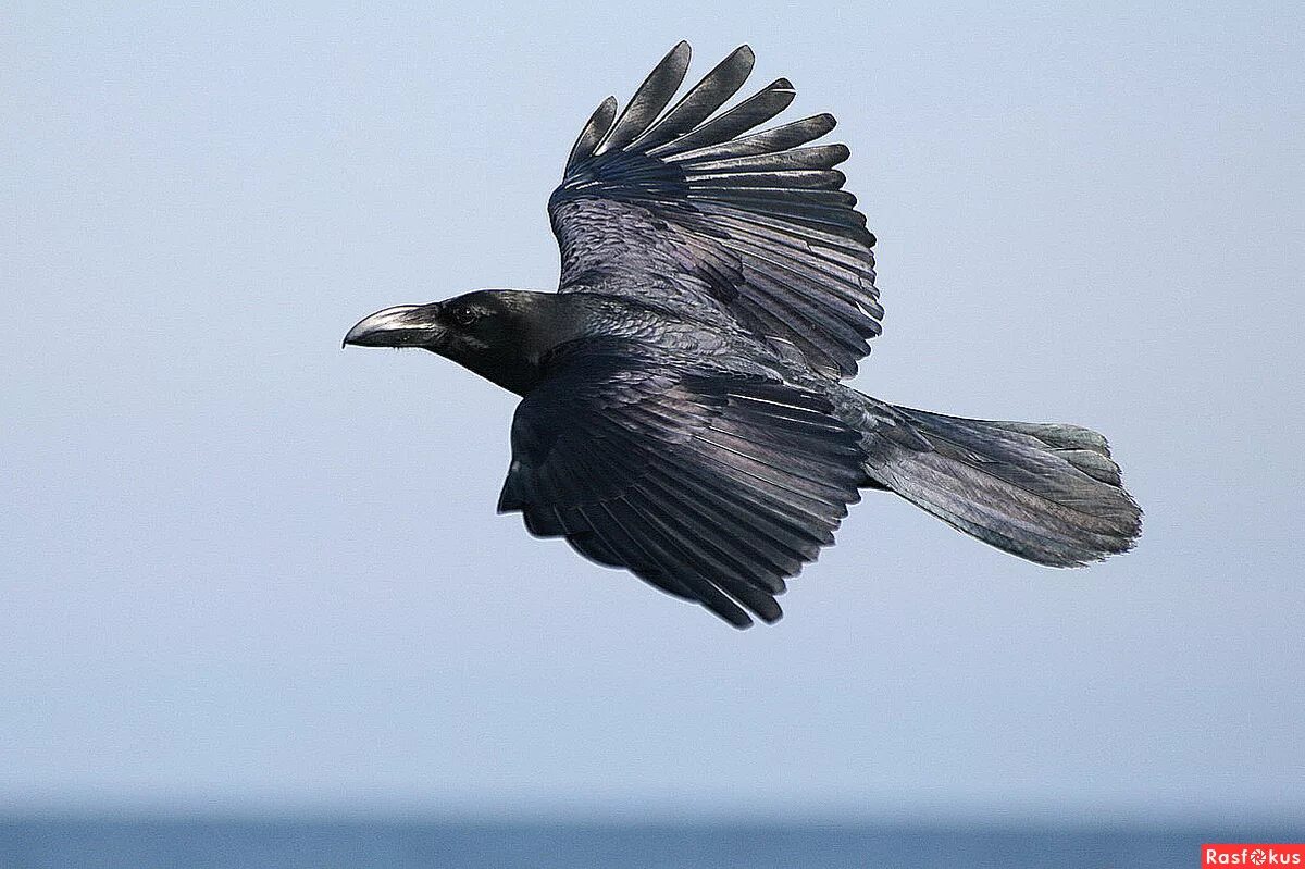 Ворон в полете. Ворон в полете снизу. Ворона в полете. Черный ворон в полете. Серая ворона крыло.