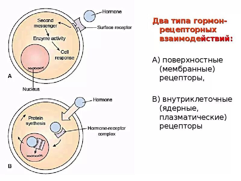 Какие гормоны имеют внутриклеточные рецепторы. Рецепторы гормонов щитовидной железы. Внутриклеточные рецепторы регулирующие транскрипцию генов. Клеточные рецепторы гормонов. Взаимодействие стероидных гормонов с рецепторами.