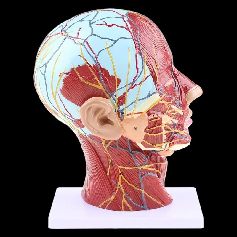 Brain face. Анатомическая модель головы. Детали головы.
