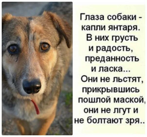 Пес дворняга. Стих про собачьи глаза. Глаза собаки цитаты. Мир глазами собаки. Высказывания о собаках.