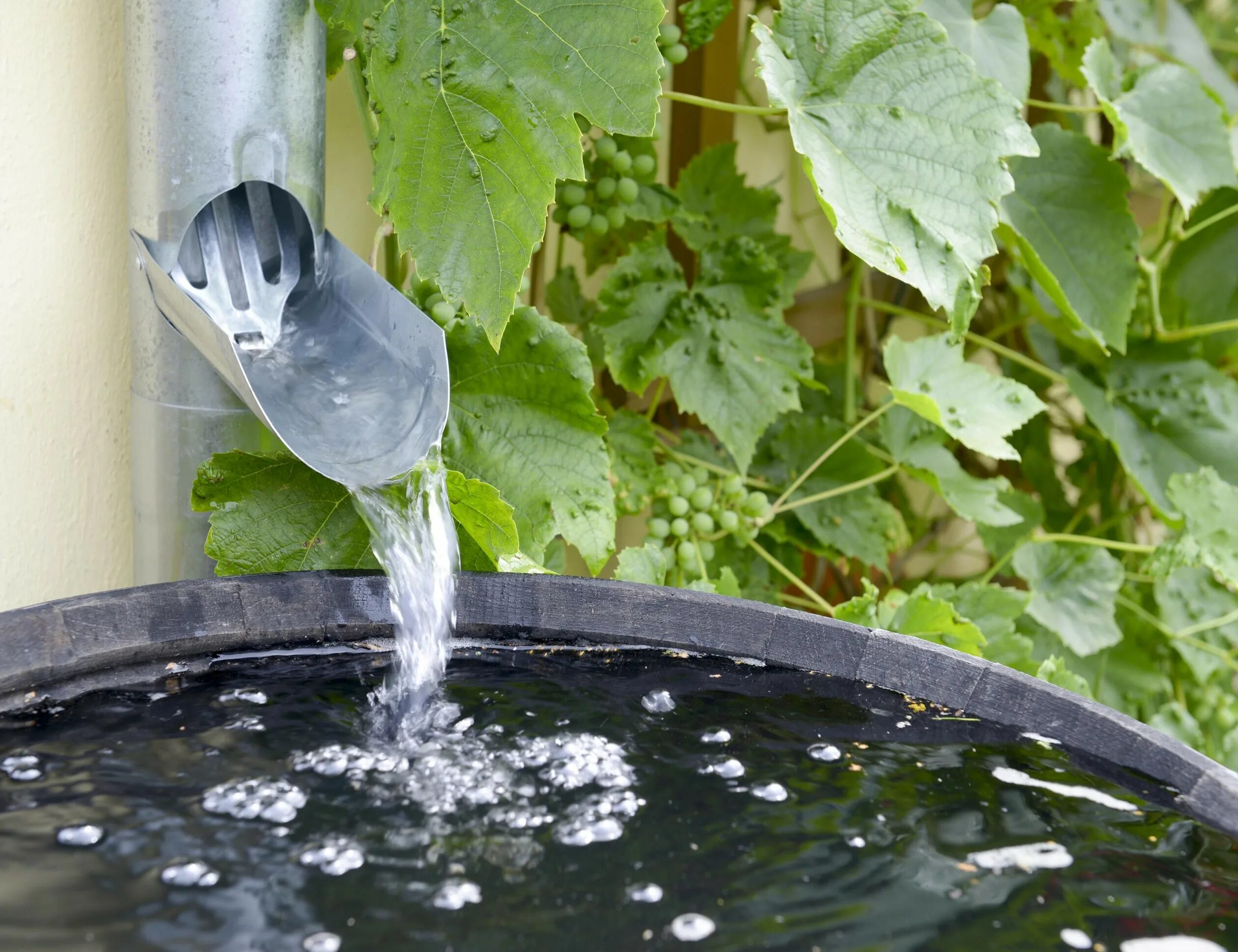 Дождевая вода. Чистая дождевая вода. Дождевой полив растений. Сбор росы и дождевой воды. Полив сладкой водой