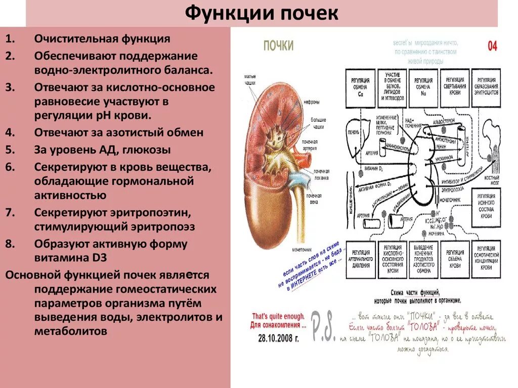 Какую функцию выполняют почки у человека. Функции почек анатомия. Функции органов почки. Функции структур почки. За что отвечают почки.