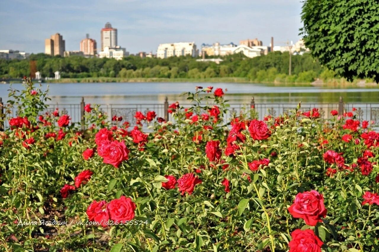 Розы донецка. Розы донецка. Парк щербакова цветник донецк. Розы донецка. Донецк город роз.