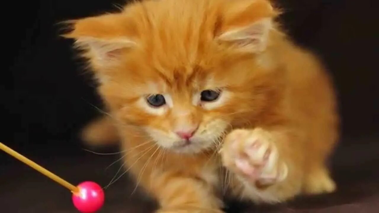 Рыжий кот. Джинджер кот игра. Рыжие котики игры. Рыжий кот и кошка. Игра про рыжего кота.