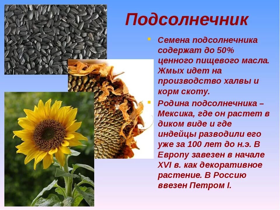 Рассказ о масличной культуре 2 класс. Рассказ о масличной культуре 2 класс. Рассказ о масличной культуре 2 класс. Рассказ о масленичной культуре. Масличные технические культуры.
