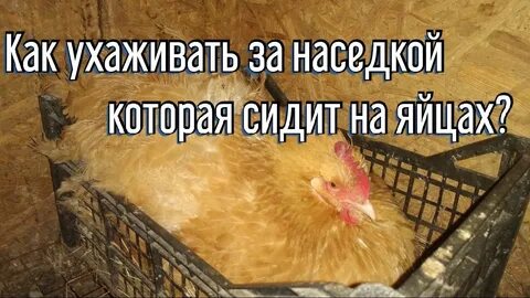 Как отучить курицу от насиживания яиц летом
