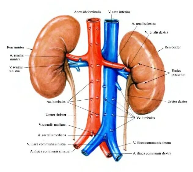 Артерии почек анатомия. Сосуды почек. Строение сосудов почки. Почечные сосуды анатомия. Артерия и вена почки