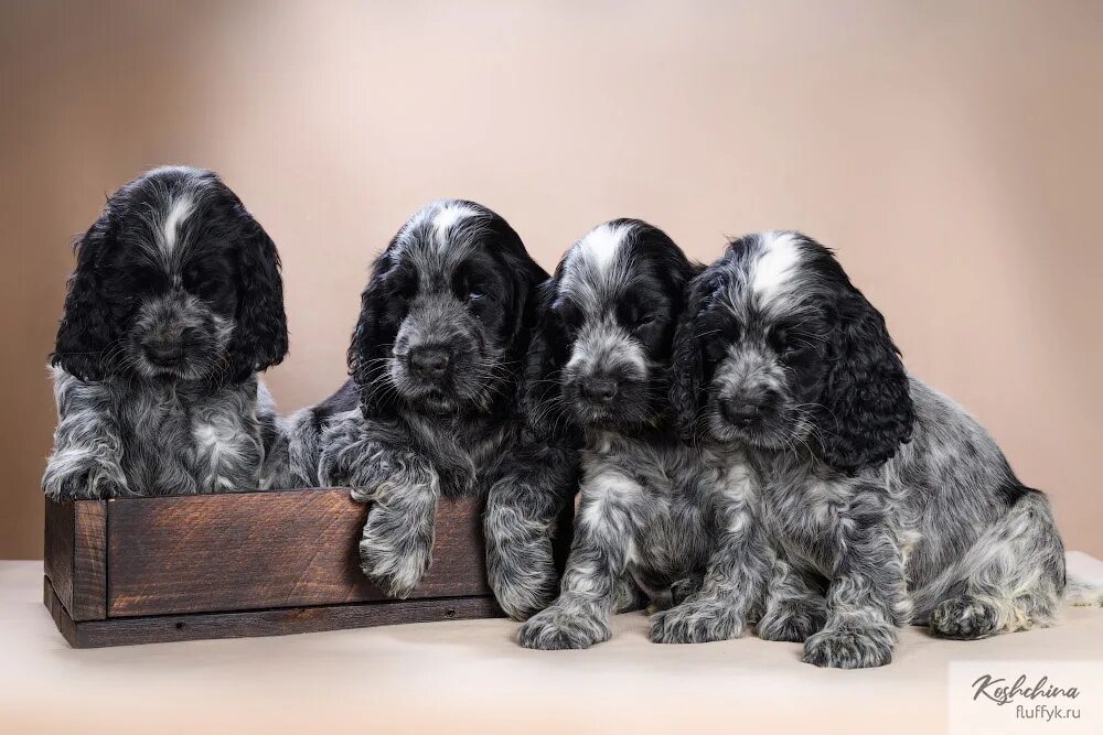 щенки спаниеля в краснодарском крае на авито. американский кокер спаниель кутенок. английский кокер спаниель питомник. щенки спаниеля в тобольске на авито. щенок спаниеля авито.