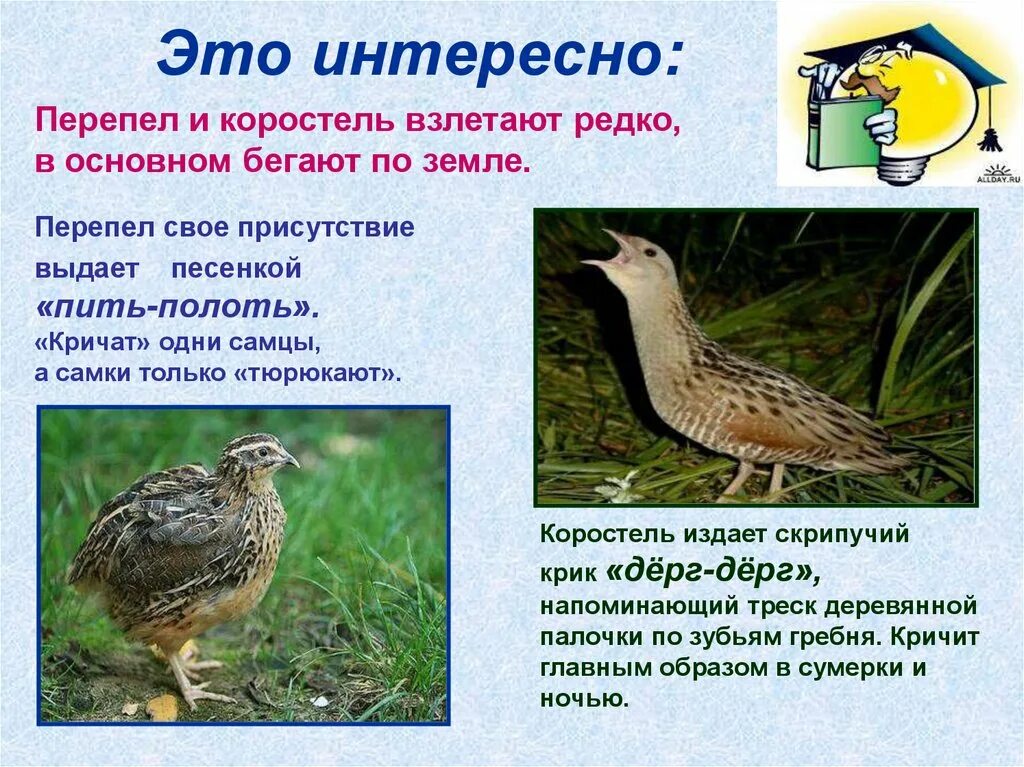 Какая птица издает пить полоть. Коростель птица дерг дерг. луг луга перепелки коростель. луговые птицы перепелка коростель трясогузка. перепел и коростель.