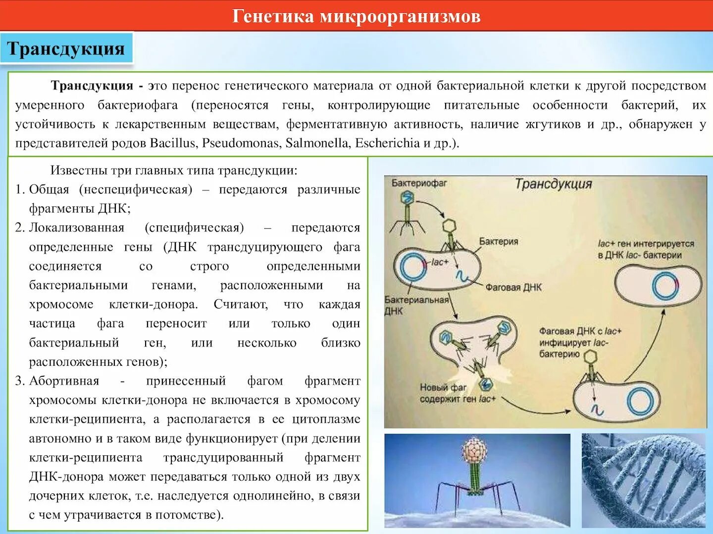 Как называется днк бактерий. Опыты трансформации и трансдукции у бактерий. трансформация бактерий. трансдукция (генетика).