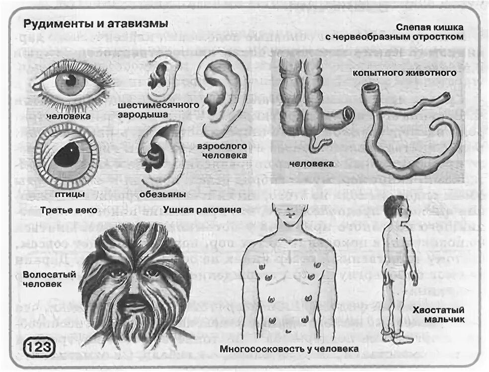 Функции атавизмов и рудиментов