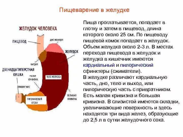 Почему не перевариваются стенки желудка. Вместительность человеческого желудка. Нормальный размер желудка взрослого человека.