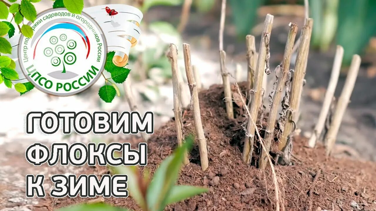 Как готовить флоксы к зиме. Как готовить флоксы к зиме