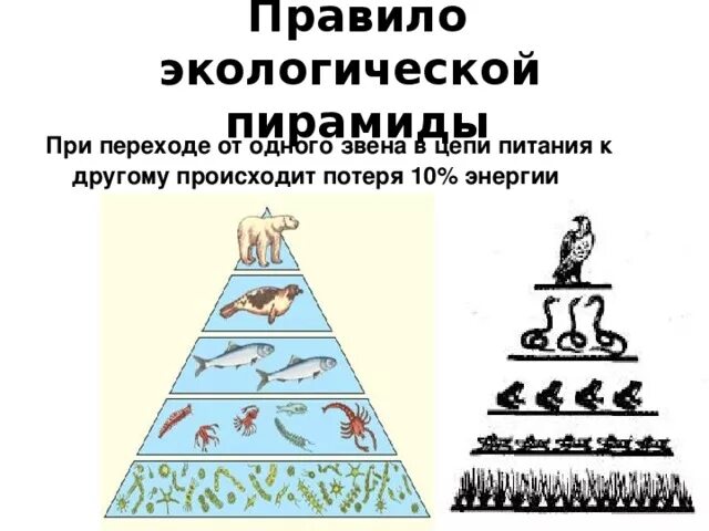 Трофический уровень экологической пирамиды. Правило экологической пирамиды. Схема экологической пирамиды. Экологическая пирамида биоценоза