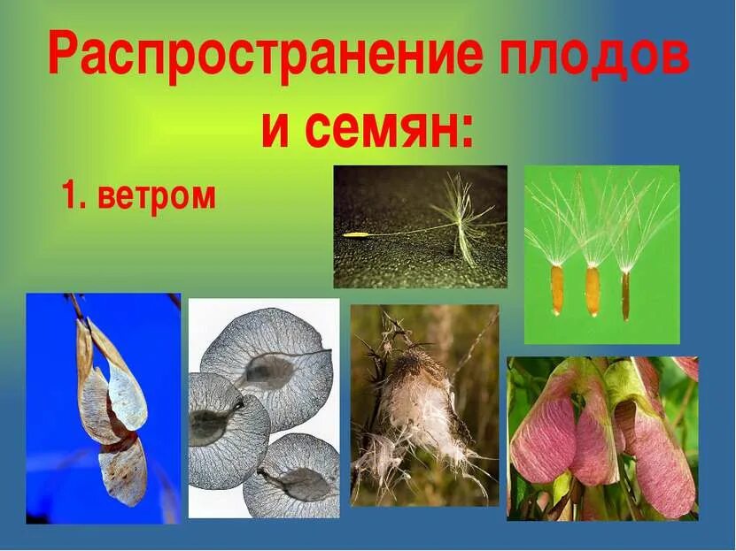 Распространение плодов и семян животными. Способы распространения. Ветром распространяются плоды. Распространяются ветром семена ответ. Способ распространения семян одуванчика.