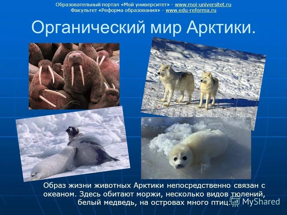 Органический мир Арктики. Презентация на тему Арктика. Животные Арктики. Презентация по Арктике.