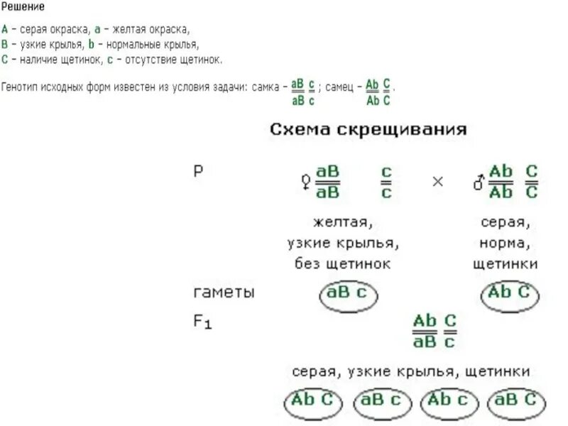 Решение задач по генетике 10 класс биология. Задачи по генетике 9 класс биология. Решение генетических задач 9 класс биология. Задачи по биологии 9 класс генетика. Задачи по генетике 9 класс биология с решением.