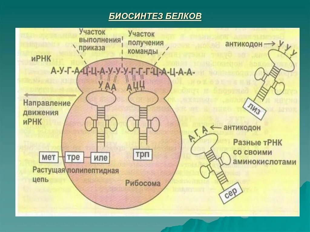 Синтез белка в растениях. Схема этапы синтеза белка биохимия. Этапы трансляции биосинтеза белка схема. Биосинтез белков трансляция биохимия. Трансляция этапы синтеза белка биохимия.