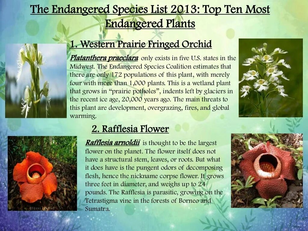 Save endangered animals. Plant / animal species. To protect endangered animals. Исчезающие виды растений на английском. Endangered species of animals and plants.
