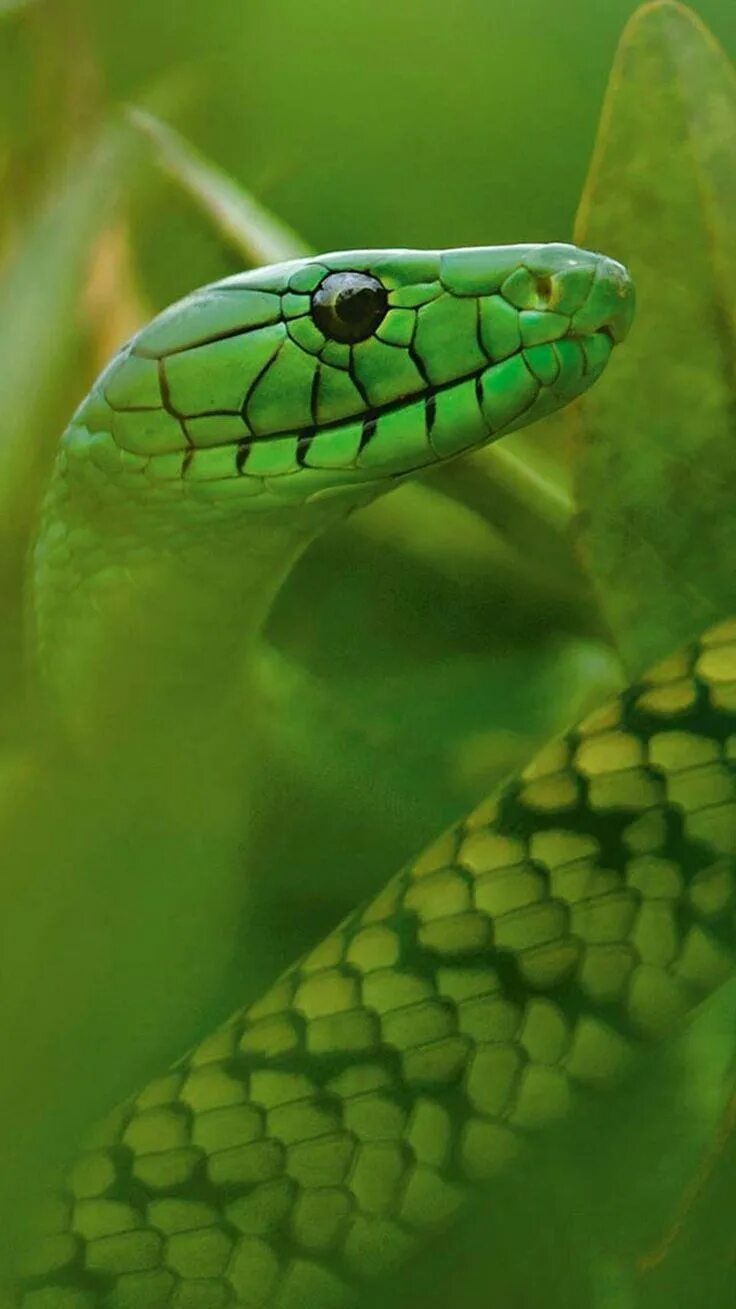 Green large eyed Pit Viper Snake, Trimeresurus Macrops Ultra HD Desktop Backgrou