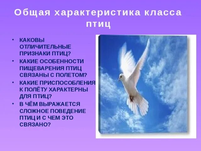 Признаки птиц 7 класс. Характерные признаки птиц. Каковы отличительные признаки птиц. Характеристика класса птицы 7 класс. Характерные признаки птиц связаны с полетом.