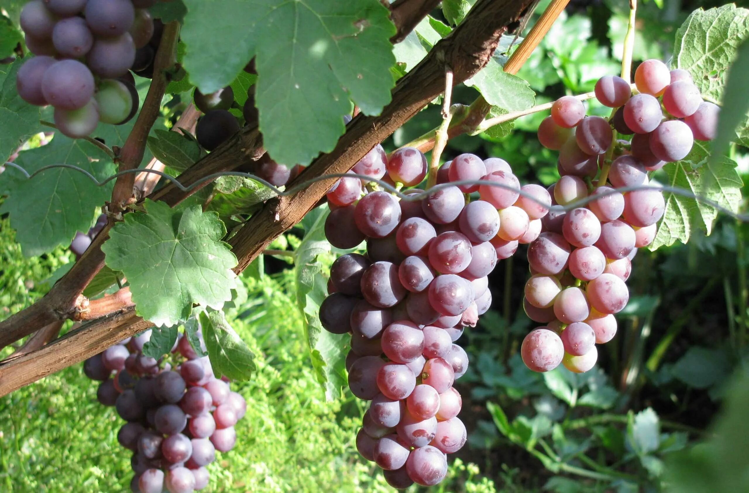 виноград сорта конкорд. виноград лазур. виноград дрим роуз. российские сорта винограда. виноград русский канкорд.