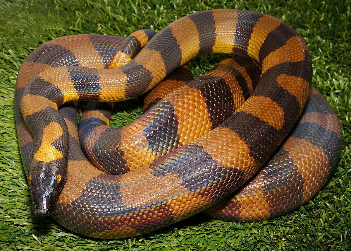 Кольчатый питон бисмарка. Змея радужный удав. Bothrochilus boa. Питон википедия. Bothrochilus boa.