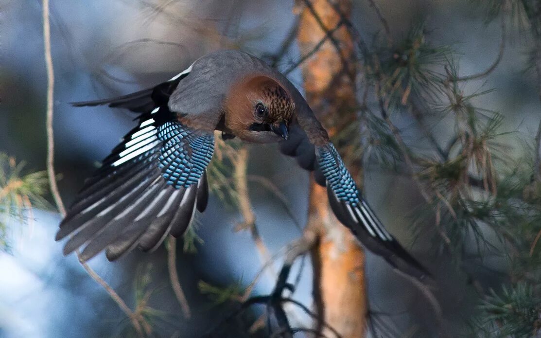 Евроазиатская сойка. Сойка лидта. Сойка птица гнездо. Сойка пересмешница птица. Сойка нижегородская область.