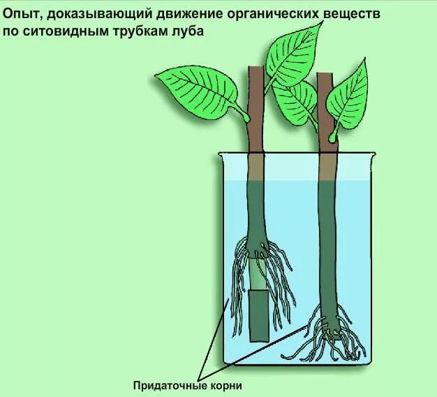 Опыт движение органических веществ по стеблю. Передвижение воды по растению. Опыт передвижение веществ по стеблю. Опыт доказывающий передвижение органических веществ по стеблю.