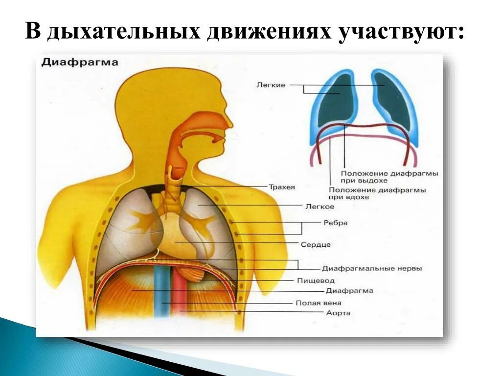 Какие органы принимают участие в дыхании. Дыхательные движения. В дыхательных движениях участвуют. Органы дыхания участвуют в. Положение диафрагмы.