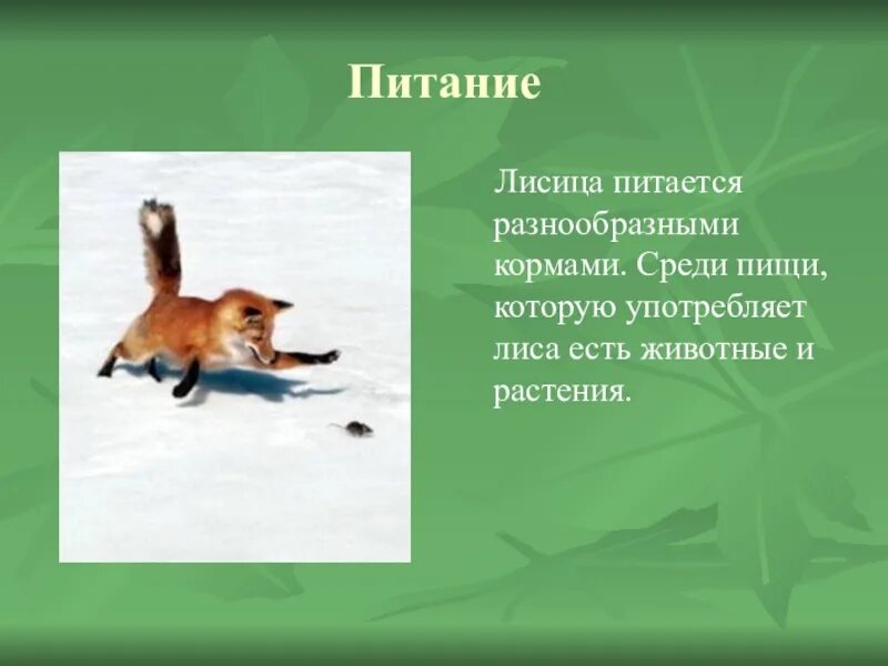 Лиса какие растения есть. Чем питается лиса. питание лисицы. как питается лиса. чем питается лиса для детей.