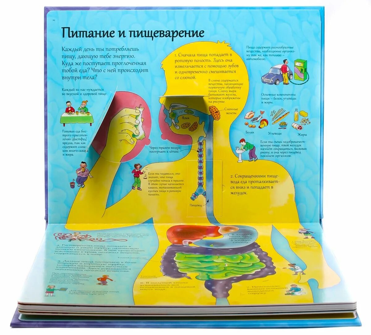 Книжка секреты человека. Энциклопедия тело человека с окошками. Книга открой тайны человека книга с секретами. Робинс открой тайны анатомия человека. Робинс открой тайны человека.