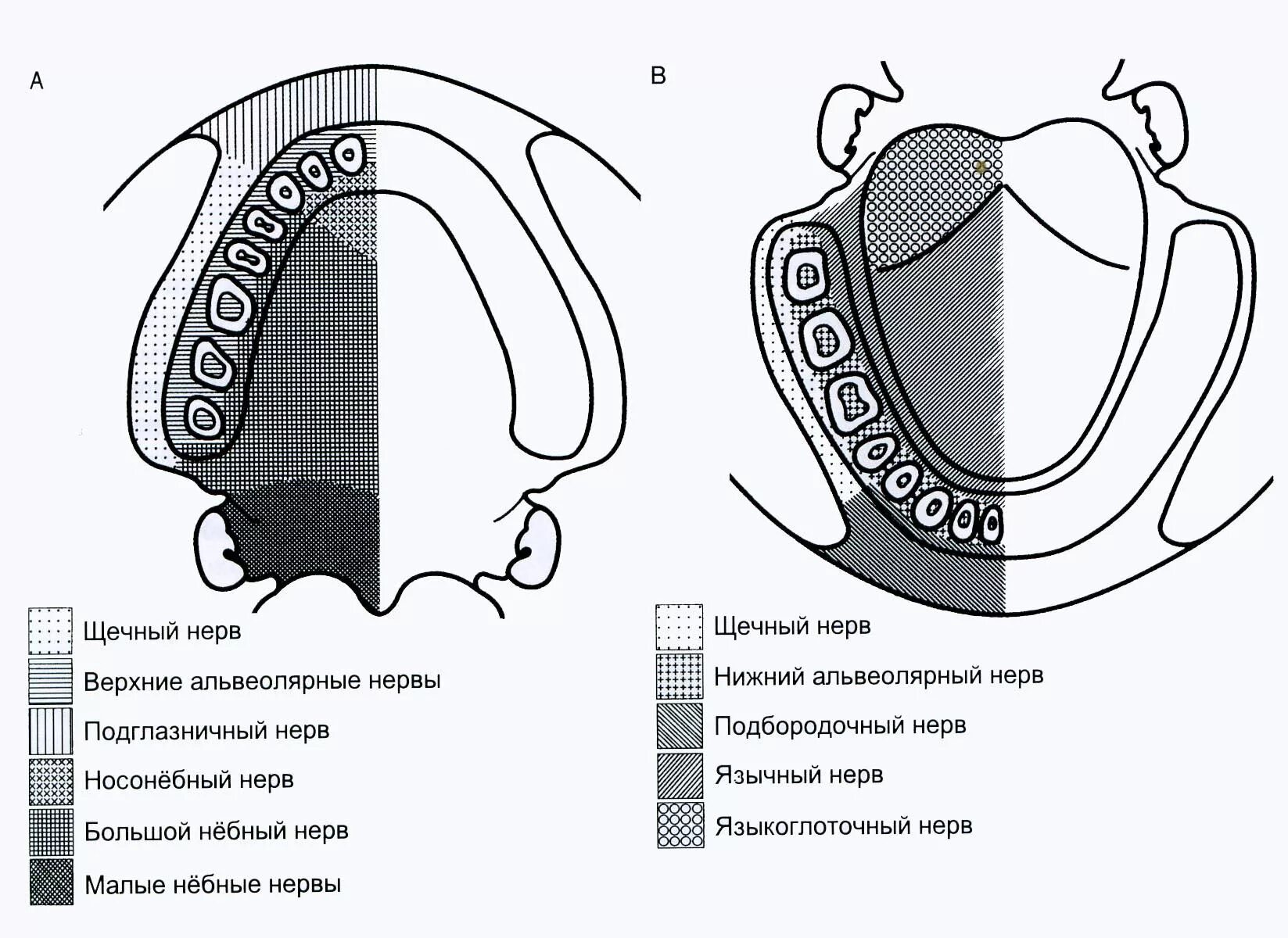 Иннервация зубов и тканей челюстно-лицевой области. Иннервация зубов нижней челюсти схема. Иннервация зубов верхней и нижней челюсти. Иннервация ЧЛО схема. У кита альвеолярные легкие